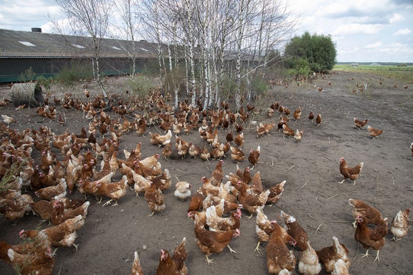 Vannacht wordt de ophokplicht in heel Nederland ingetrokken. Op dinsdag 6 juli mogen in alle regio's de kippen weer naar buiten. - Foto: Hans Banus