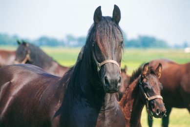 De handel in paarden blijkt een lucratieve business. - Foto: Theo Tangelder