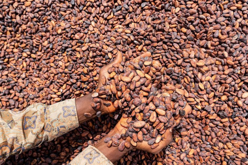Cacaobonen - Foto: ANP