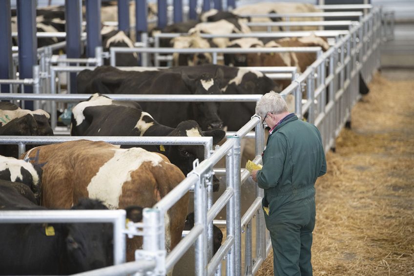 Slachtkoeien worden verhandeld op de veemarkt Leeuwarden. - Foto: Mark Pasveer
