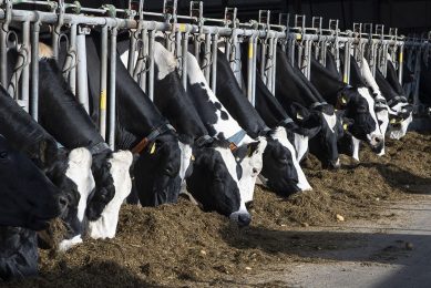 Veehouder die net over in plaats van op de Duitse grens een nieuwe stal bouwde, krijgt alsnog geen fosfaatrechten voor zijn koeien. - Foto: Ruud Ploeg