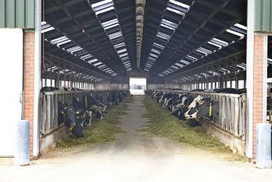 Vreba Melkvee in het Limburgse Vredepeel is het grootste melkveebedrijf van Nederland, met ruim 2.500 koeien. - Foto: Hans Prinsen