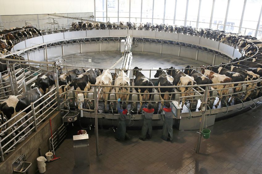 De carrouselmelkstal van Vreba Melkvee in Vredepeel melkt 80 koeien tegelijk. De melk wordt nu op het bedrijf gescheiden in room en magere melk. Vreba wil ook lactoferrine gaan produceren. - Foto: Hans Prinsen