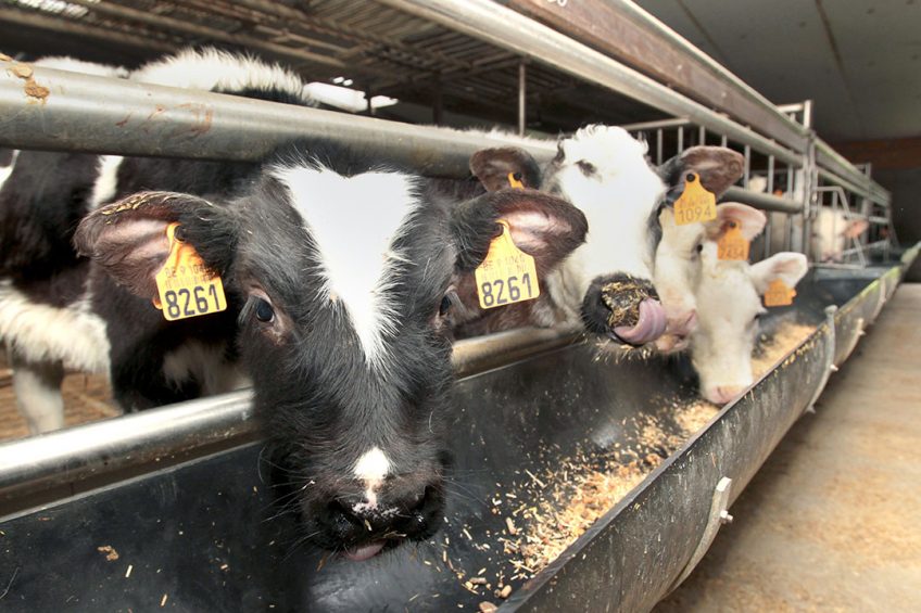 Bij de vleesrassen stegen de Europese kalverprijzen met 8% tot gemiddeld € 209. - Foto: Peter Roek