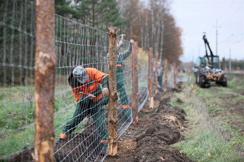 Een metalen afrastering wordt geplaatst in het westen van Polen, vlakbij de grens met Duitsland, om verspreiding van wilde zwijnen en daarmee AVP tegen te gaan. - Foto: ANP