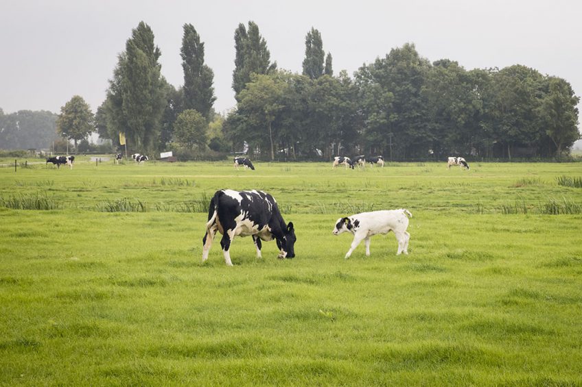 Grazende koeien nabij een Natura2000-gebied. - Foto: Koos Groenewold