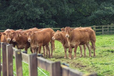 Vee in de wei in de omgeving van het Zuid-Engelse Somerset. Rond de betrokken boerderij zijn de voorgeschreven transportbeperkingen voor vee afgekondigd. Foto: Canva