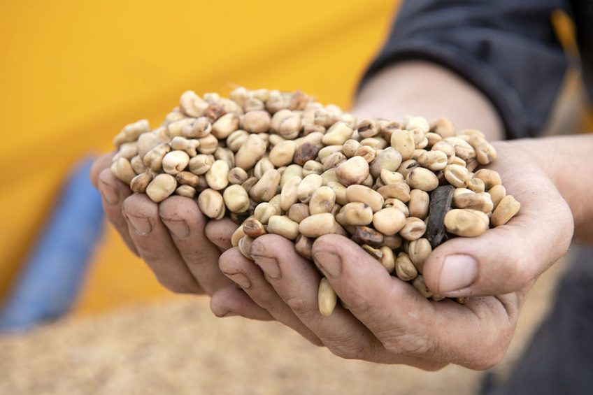 Nederlandse veldbonen. Veldbonen lijken een kansrijker gewas dan sojabonen in Nederland. Foto: Mark Pasveer