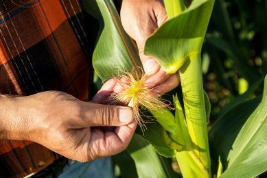 Maisplant. Vooral de omzet in Noord-Amerika nam toe. Er werd daar onder andere meer zaad voor sojabonen en mais verkocht. - Foto: Bayer