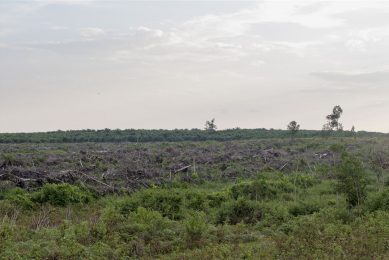 Indonesisch oerwoud, grenzend aan het tanjan Putin parc met gekapte bomen, klaargemaakt voor het planten van een palmolieplantage Foto: Sabine Joosten/Hollandse Hoogte via ANP