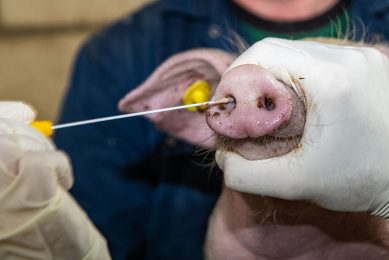 Een minder bekend maar loerend gevaar is varkensgriep;  minder schadelijk dan vogelgriep maar in potentie een belangrijke kandidaat om te muteren naar een voor mensen gevaarlijke vorm. - Foto: Ronald Hissink
