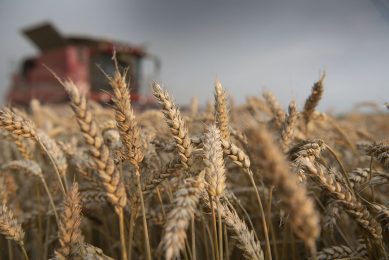 Duurdere kunstmest leidt tot hogere productiekosten voor het telen van tarwe in Frankrijk. - Foto: Mark Pasveer