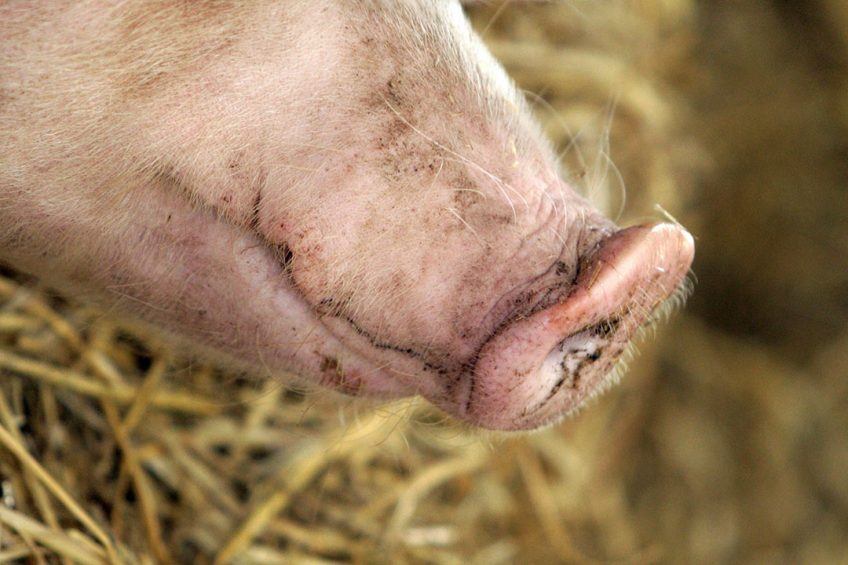Er is een aanvullende bonus van € 40 per geslacht varken als toeslag voor gebruik van stro. - Foto: Henk Riswick