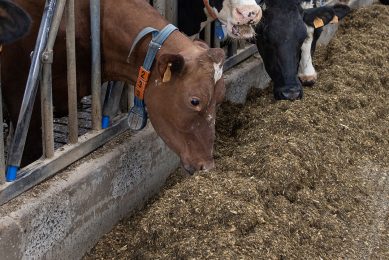 Het veevoeradditief Bovaer remt de methaanproductie tijdens de vertering van voer door rundvee. - Foto: Peter Roek