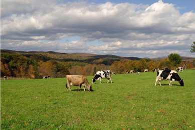 Koeien grazen in de staat Vermont. Danone zegt contracten op met melkveebedrijven in het noordoosten van de VS. - Foto: Canva
