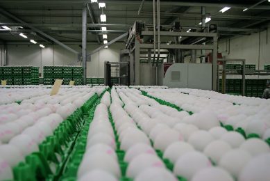 De notering voor witte industrie-eieren is nog steeds ongeveer gelijk aan wat voor witte tafeleieren wordt betaald. En dat is best uniek. - Foto: Hans Bijleveld