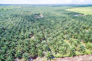 Palmolieplantage. Foto: ANP