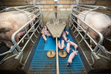 Zeugen en biggen in een kraamstal op een varkensbedrijf in het Belgische Poppel. - Foto: Peter Roek