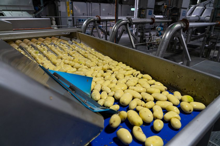 Verwerken van aardappelen bij Aviko in Steenderen. - Foto: Jan Willem Schouten