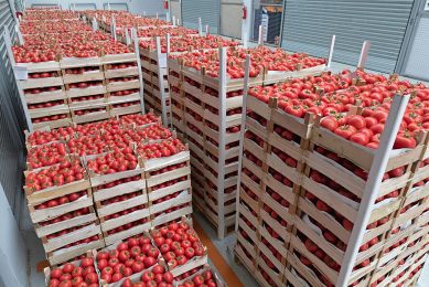 Nederlandse afnemers moeten beter letten op arbeidsomstandigheden in de Italiaanse tomatenoogst, aldus een rapport. - Foto: Canva