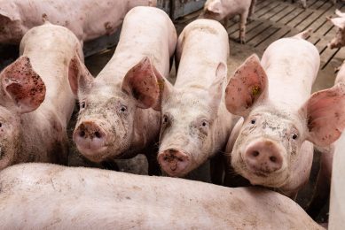 De vleesafzet houdt niet over, tegelijkertijd is er een groot aanbod van slachtrijpe varkens. - Foto: Herbert Wiggerman