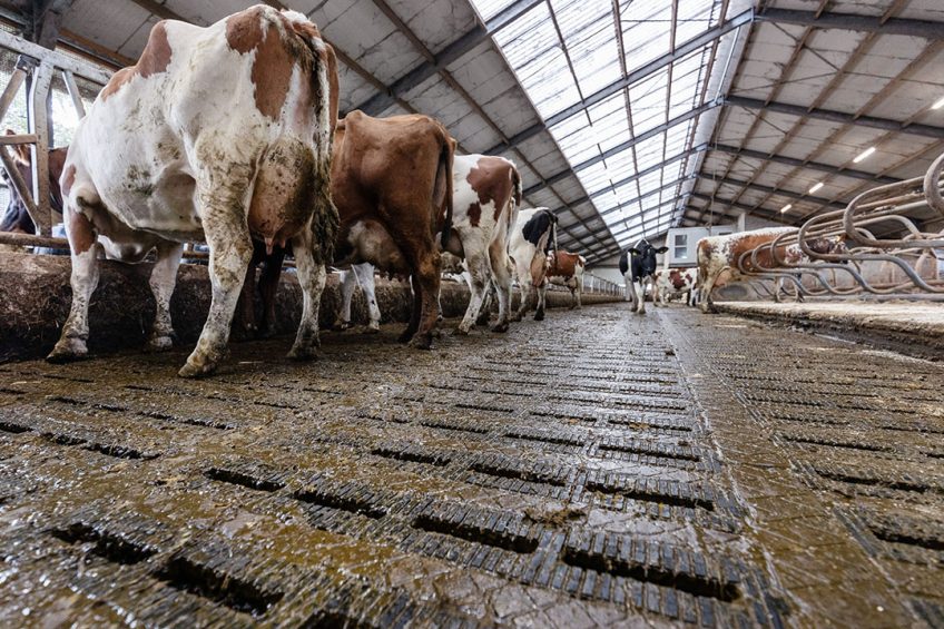Emissiearme stalvloer bij melkveehouderij. - Foto: Herbert Wiggerman