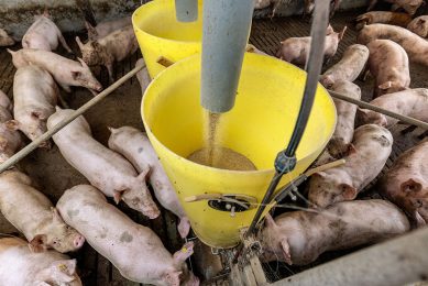 De vleesvarkenshouderij koerst af op een voerwinst van € 70 per varken, € 10 onder de begrotingsnorm. - Foto: Herbert Wiggerman