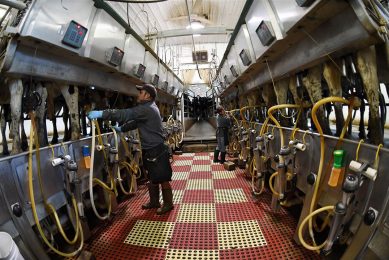 Melkveehouder melkt koeien in Wisconsin, Verenigde Staten. - Foto: ANP
