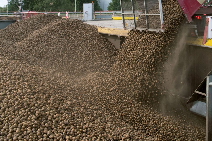 Zetmeelaardappelen worden gestort bij een verwerker. De Deense aardappelzetmeelcoöperaties AKM en AKS willen samen verder. - Foto: Mark Pasveer