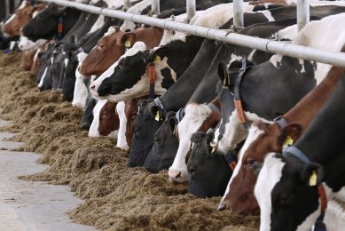 Het voeradditief van DSM zou de methaanuitstoot van een koe met naar schatting 25 tot 35% verminderen, zonder dat de melkgift eronder lijdt. - Foto: Ruud Ploeg