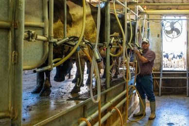 Amerikaanse melkveehouder melkt koeien. - Foto: Canva