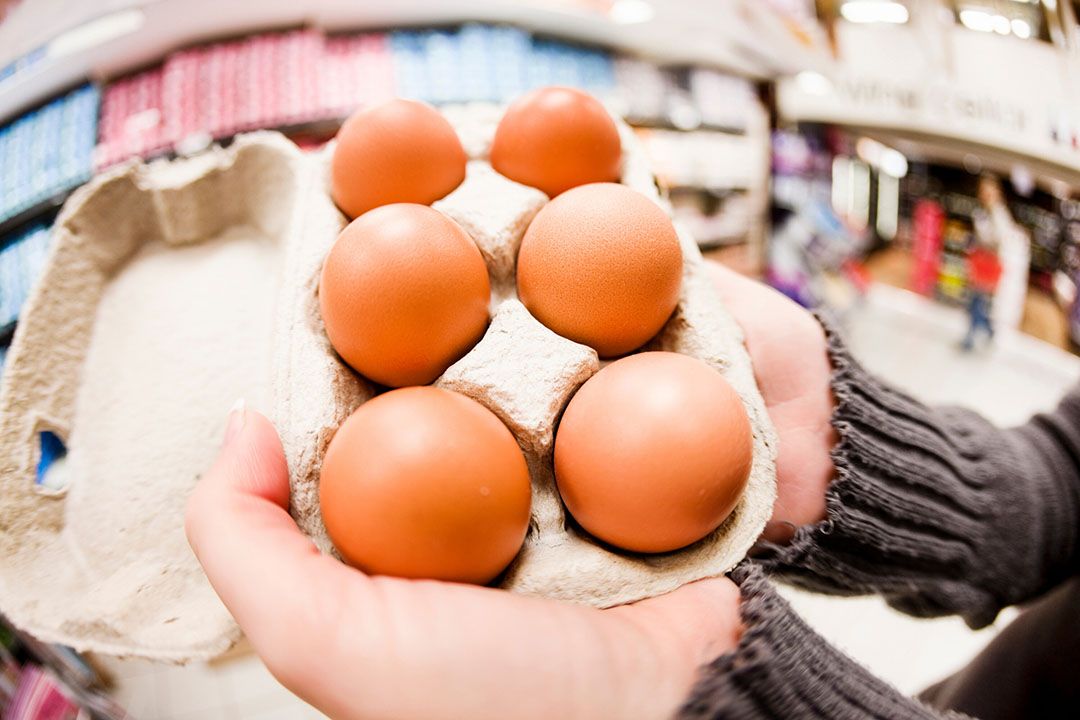 Lil matig Nieuwe aankomst Pluimveehouders willen meer geld voor eieren - Food & Agribusiness