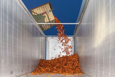Laden van biologische peen in de vrachtwagen. - Foto: Koos van der Spek