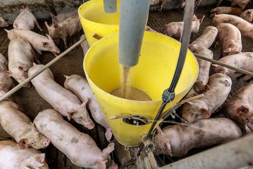 Varkenshouders kunnen een prijsstijging van het voer niet doorberekenen, maar vormen een sluitpost. Dat stoort de FDF-leden. - Foto: Herbert Wiggerman
