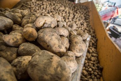 Belgische telers hebben minder vrije aardappelen op voorraad liggen dan andere jaren. - Foto: Koos Groenewold