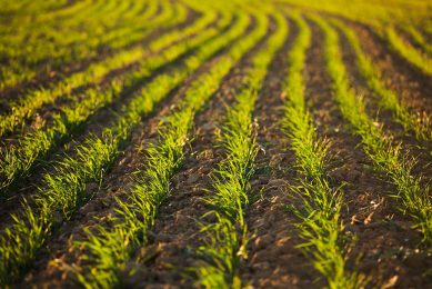 Crop Protection (gewasbescherming) is het grootste bedrijfsonderdeel dat de omzet met 25% zag groeien. Foto: Canva