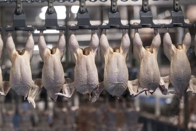 Analisten van de Rabobank verwachten dat de prijzen hoog blijven. Wereldwijd blijft de vraag naar kip groot door de toenemende vraag naar foodservice. - Foto: Koos Groenewold