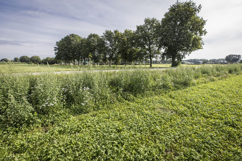 Biologische voederbieten in een perceel met gras en witte klaver in juli 2021. - Foto: Koos Groenewold