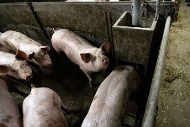 De marges in de vleesvarkenshouderij staan onder druk, terwijl die in de zeugenhouderij verbeteren, signaleert Rabobank. - Foto: Ronald Hissink