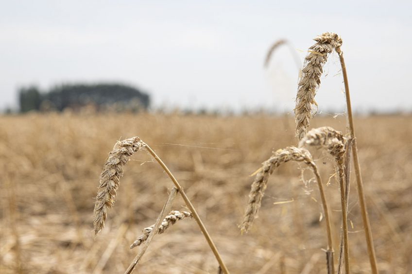 BASF richt zich vooral op de grote akkerbouwgewassen, zoals tarwe, koolzaad, soja, mais, katoen en rijst, maar er zijn ook innovaties in de groenten- en fruitsectoren. Foto: Peter Roek