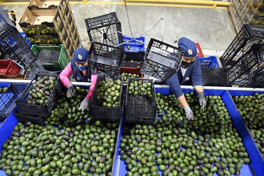 Avocado's worden ingepakt voor export in  Ario de Rosales, Mexico. - Foto: ANP