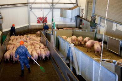 De Groene Weg heeft de eerste biologische varkens uit België ontvangen. - Foto: Ronald Hissink