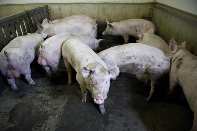 Het aanbod van slachtrijpe varkens in Duitsland loopt rap terug. - Foto: Marcel van Hoorn