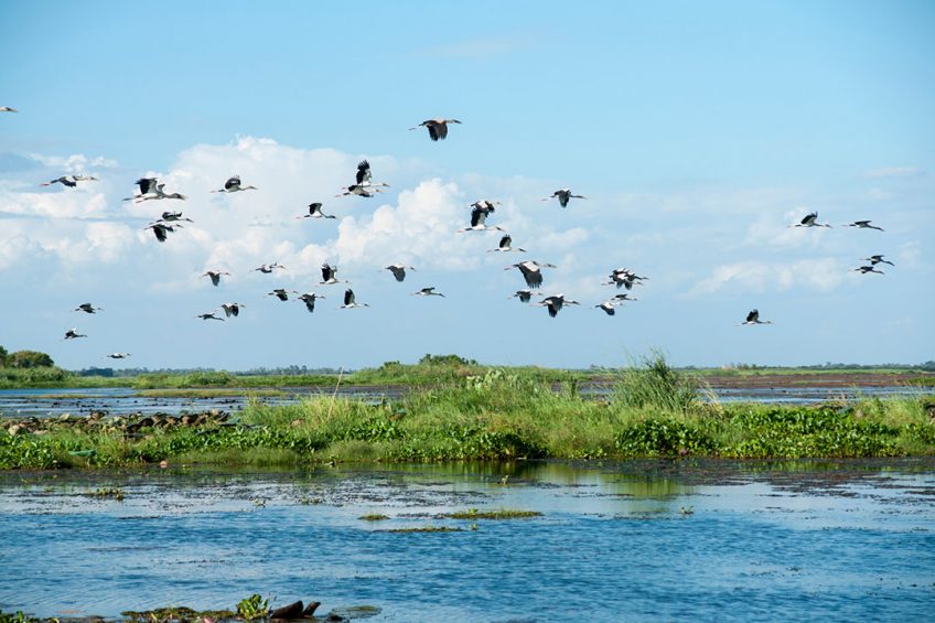 Watervogels kunnen vogelgriep verspreiden. Pluimveebedrijven uit waterrijke gebieden verwijderen vindt de NVP geen goed idee. - Foto: Canva