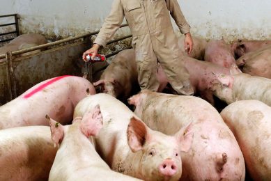 Volop toegang tot de Duitse varkensmarkt zou het Nederlandse overschot snel kunnen oplossen. - Foto: Bert Jansen