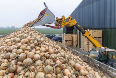 Gele uien laden: het aanbod vanaf de boer begint wat meer te komen. - Foto: Koos van der Spek