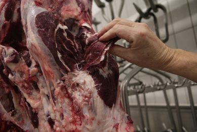 Keuring en controle van rundvlees op een slachterij door een medewerker van de NVWA. - Foto: Michel Zoeter