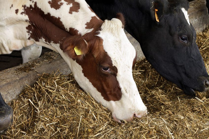 Een verhoging is noodzakelijk om de melkveehouders een vergoeding van € 400 per 1.000 liter te garanderen, aldus Sodiaa. Foto: Henk Riswick