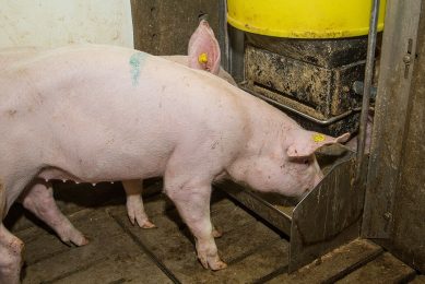 203430 Pas opgelegde varkens