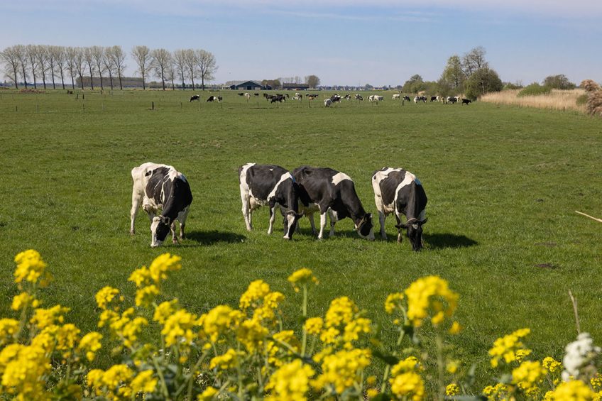 415176 Natuurinclusieve landbouw bij melkveehouder Jan Rasenberg in Hooge Zwaluwe. Koeien grazen in de wei.